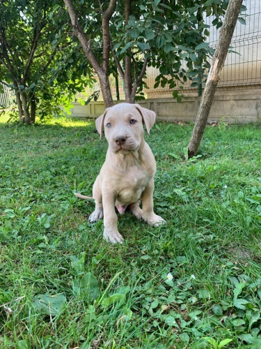 tata Pitbull.