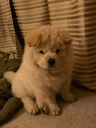 Krásné Chow chow štěňata.