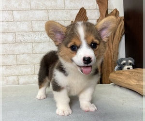 tata Pembroke Welsh Corgi