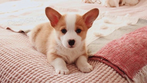 Pembroke Welsh Corgi poblíž mě