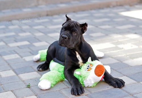 Cane Corso tata.