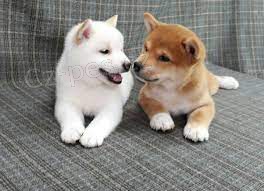 Krsn ttka Shiba Inu