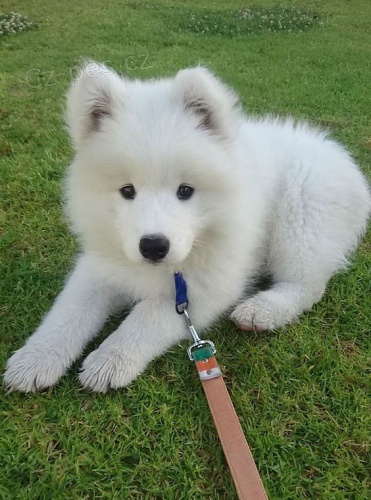 Veterinář schválila štěňata samojeda k adopci v Praze