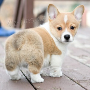 Prodm tn Pembroke Welsh Corgi