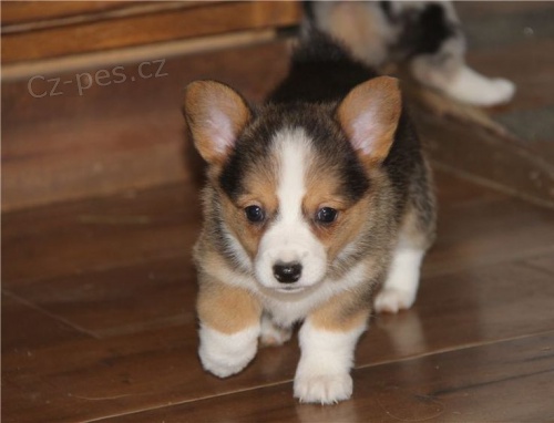štěňata welsh corgi pembroke na prodej poblíž mě