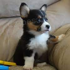 #Corgi tata s prkazem pvodu