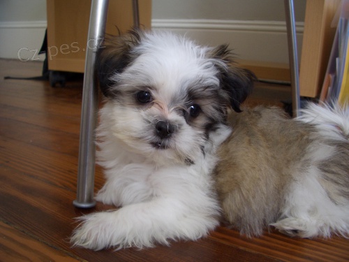 Prodm tata #Shih Tzu.