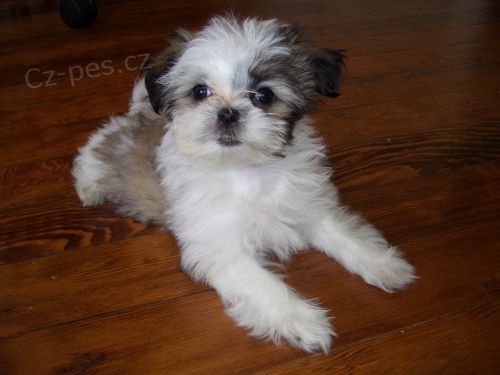 Prodm tata #Shih Tzu.