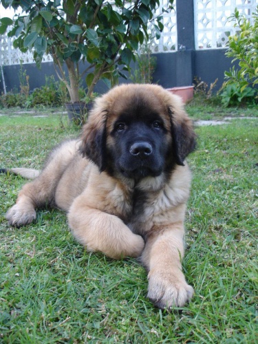 #Prodej štěňat leonbergerů schválených veterinárním lékařem