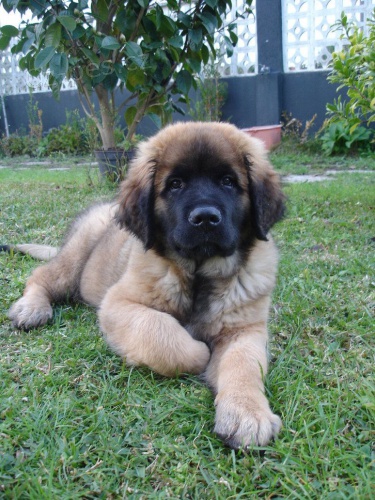 #Prodej tat leonberger schvlench veterinrnm lkaem