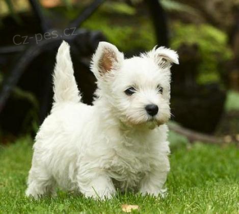 Prodm tata West Highland White Terrier pobl m