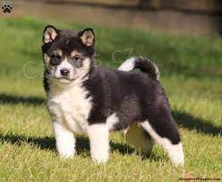 Shiba Inu štěňata