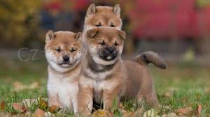 Shiba Inu štěňata
