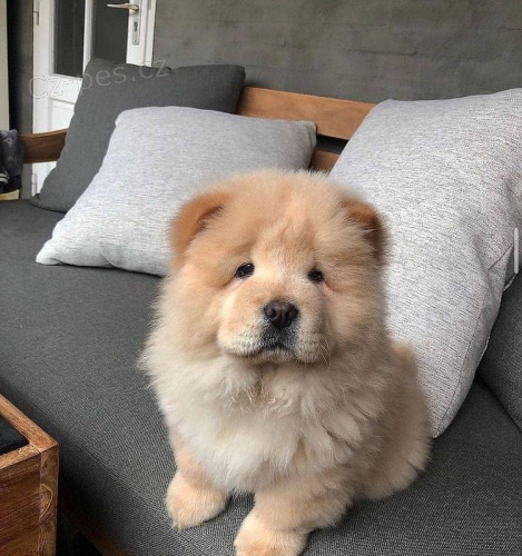 Chow Chow štěňata.
