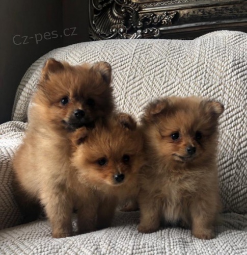 Prodám štěňata pomeraniana. Jsou očkovaná a odčervená.