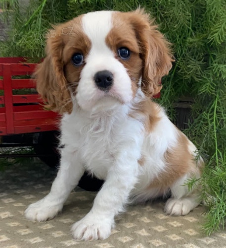 Prodám očkovaná ŠTĚŇATA kavalír King Charles Spaniel.