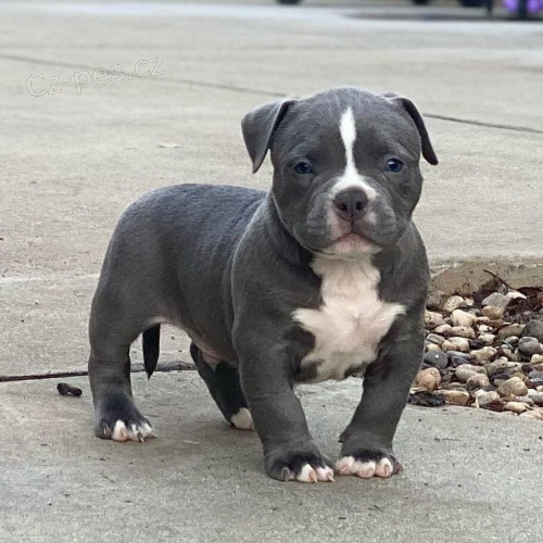 Štěňata Pitbull.