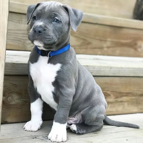 tata Pitbull.