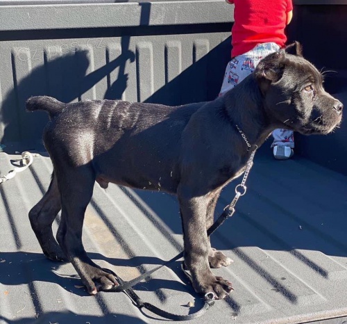 tata Cane Corso.