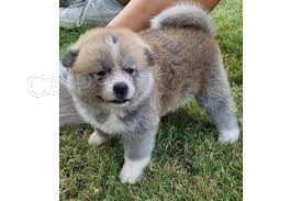 Štěňata Akita Inu