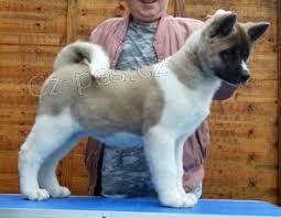 Štěňata Akita Inu