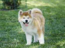 Štěňata Akita Inu