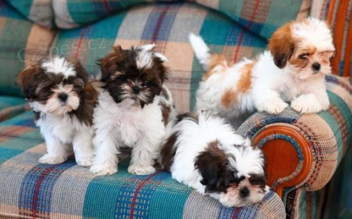 Prodám štěňata SHIH TZU