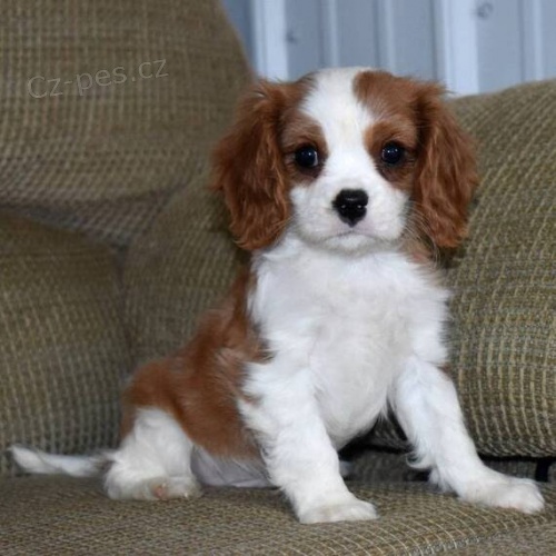 Prodm okovan tata Kavalr King Charles Spaniel.