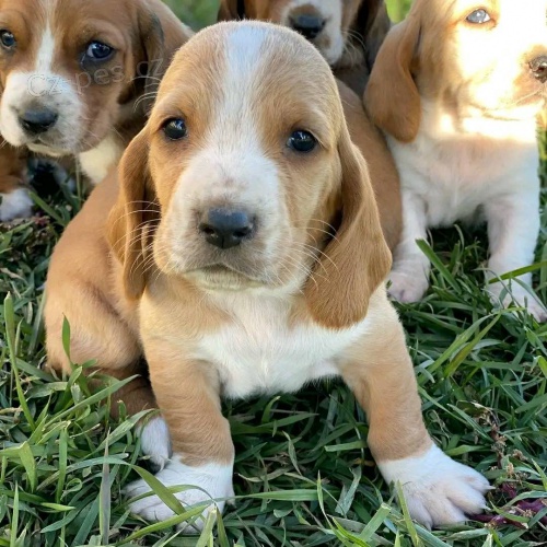 Rodokmen tat Basset Hound.