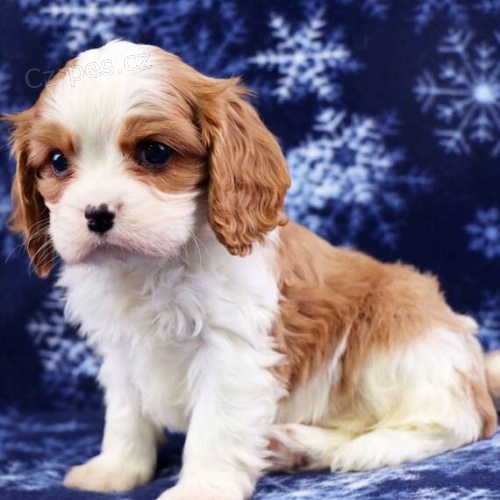 Prodm okovan tata Kavalr King Charles Spaniel