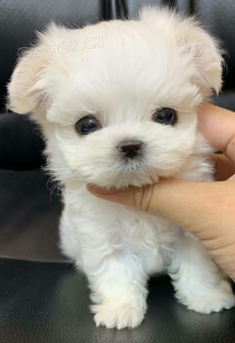 Prodám očkovaná štěňata mini toy pudla