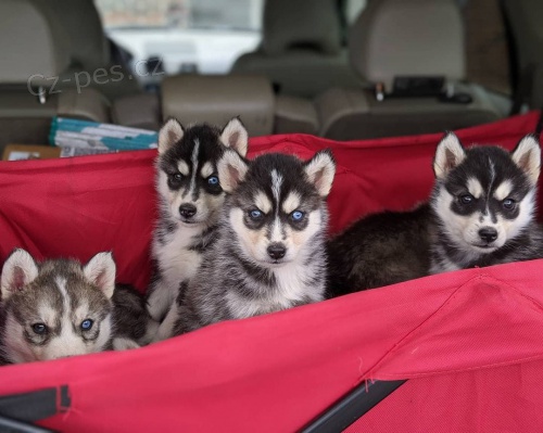 Registrovan tata sibiskho husky.