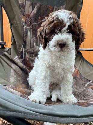 tata Lagotto Romagnolo k dispozici