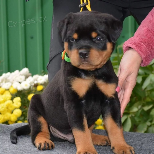 Krsn ttka Rottweiler k adopci zdarma.