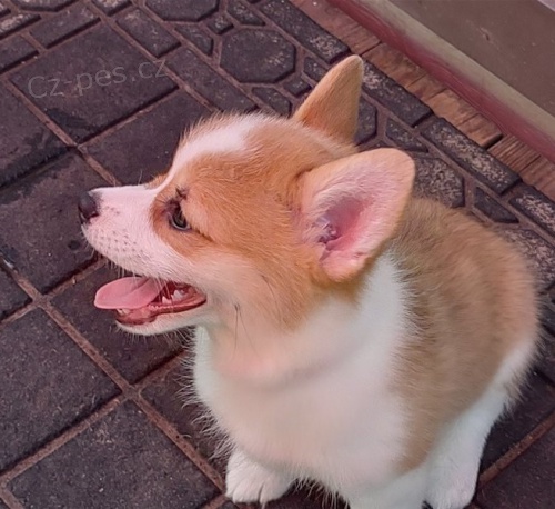 Corgi, Pembroke welsh tata