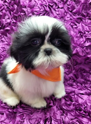 tata shih tzu