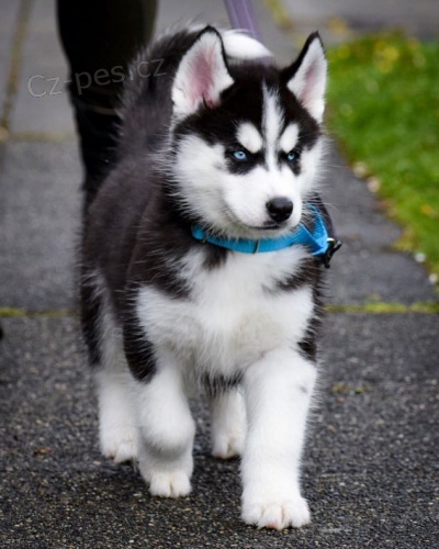 Modr� o�i Sibi�sk� husky 