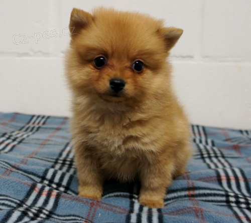 Pomeranian tata k adopci