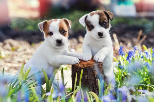 Prodám očkovaná a odčervená štěňata jack russell TERRIER.
