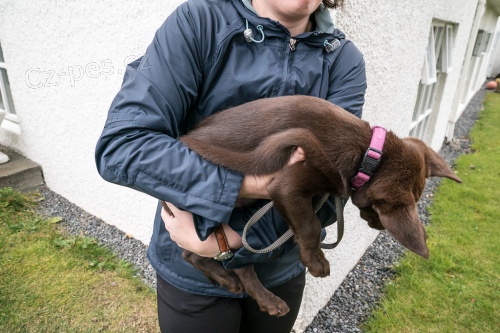Štěňata labradorského retrívra