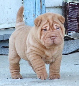 nsk tata Shar-Pei