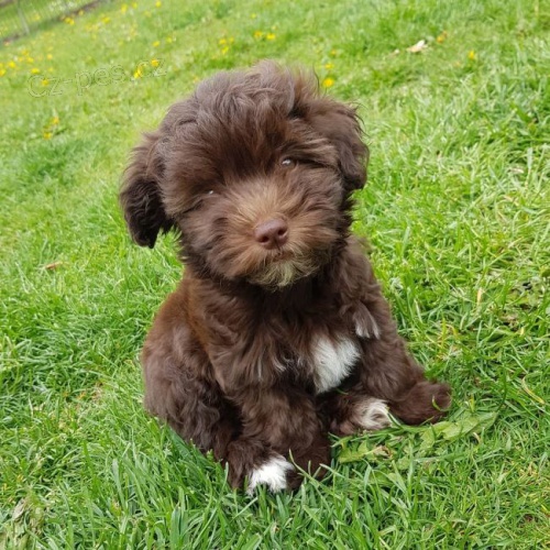 Roztomilé čokoládové štěně Havanese Na Prodej