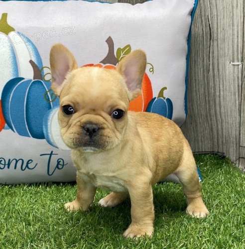 Prod�m miniaturn� o�kovan� �t��ata francouzsk�ho buldo�ka. 