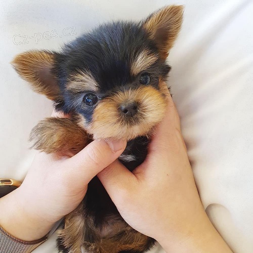 Prodám roztomilá štěňátka mini yorkie.