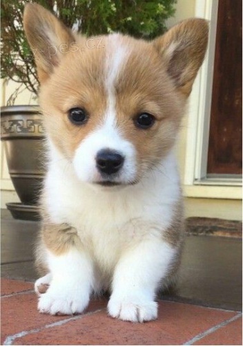 Prodám štěňata Pembroke Welsh Corgi.
