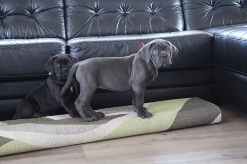 Prozrad tata Cane Corso.