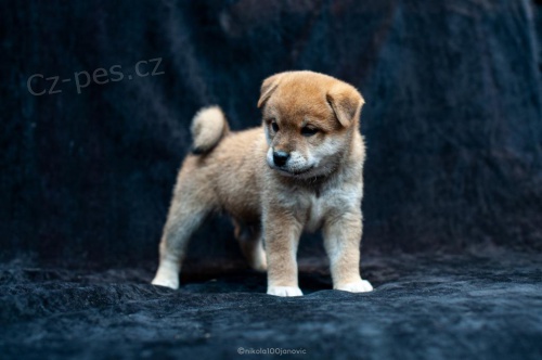 Prozrad tata Shiba Inu.