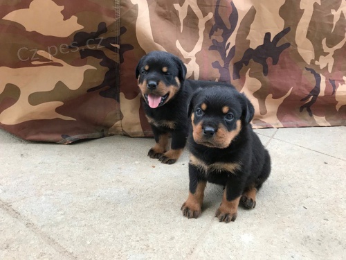 Krásná štěňátka rottweilerů k adopci.
