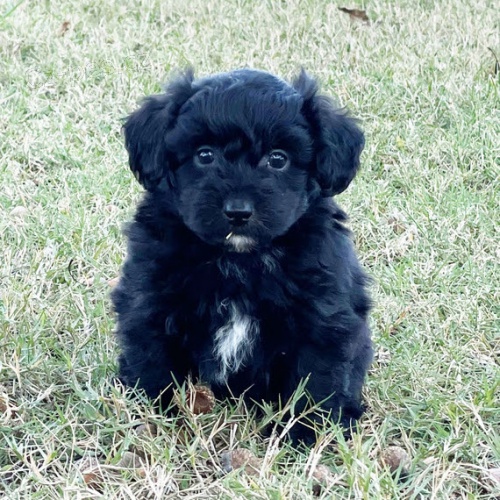 Aussiedoodle tata na prodej.