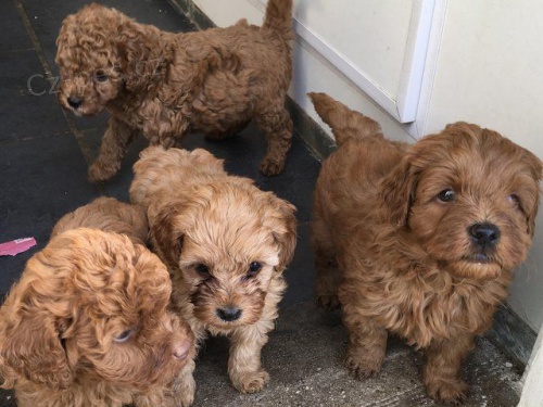 Prodám štěňata CAVAPOO